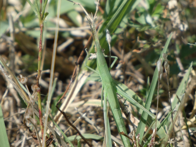 Acrida ungarica - sisakos sáska Acrida ungarica - sisakos sáska