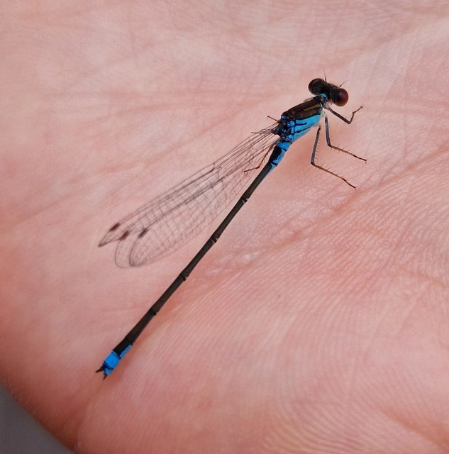 Erythromma viridulum - kis pirosszemű-légivadász