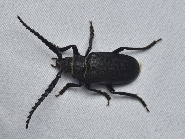 Prionus coriarius - csőszcincér