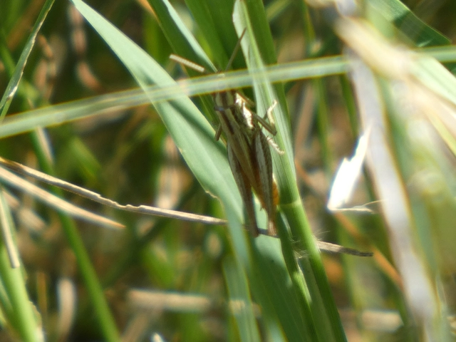 Euchorthippus declivus - rövidszárnyú rétisáska