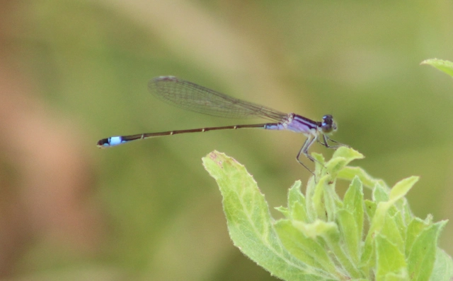 Ischnura elegans pontica - kéköves légivadász