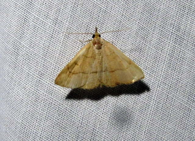 Paracolax tristalis - sárgás karcsúbagoly