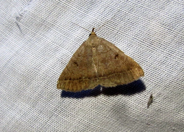 pelyheslábú karcsúbagoly - Zanclognatha lunalis