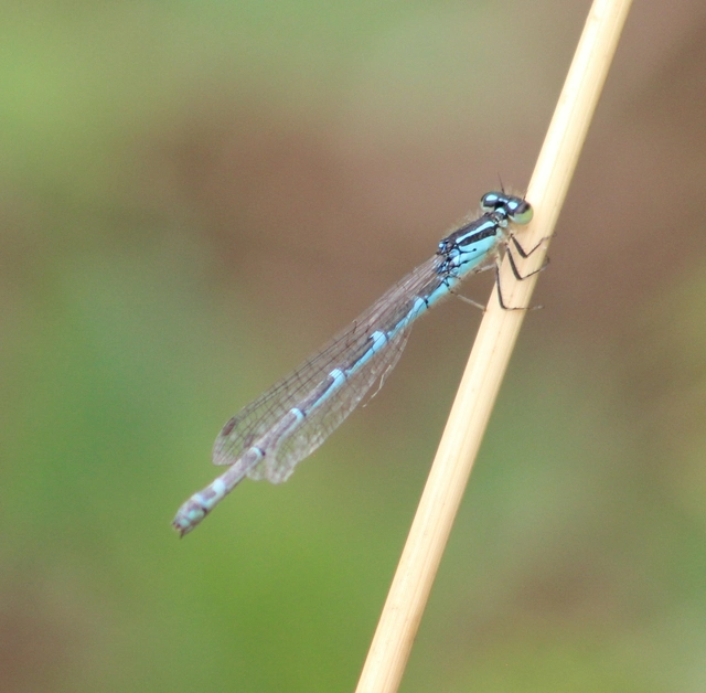 Coenagrion scitulum - mediterrán légivadász