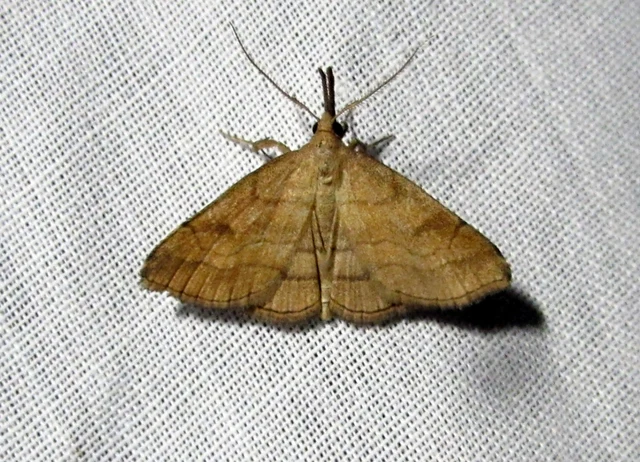 Polypogon gryphalis - láperdei karcsúbagoly