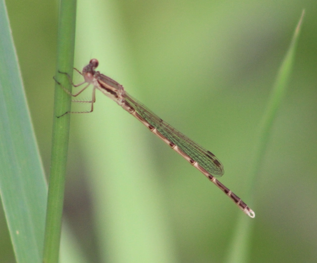 Sympecma fusca - téli rablószitakötő