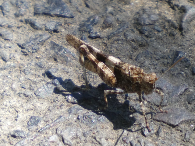 Oedipoda caerulescens - kékszárnyú sáska