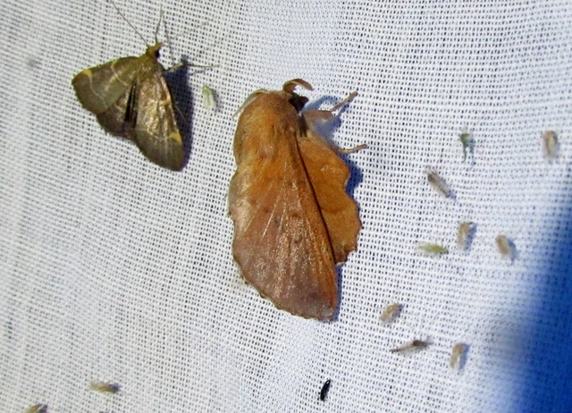 Phyllodesma tremulifolia - nyárlevélpohók