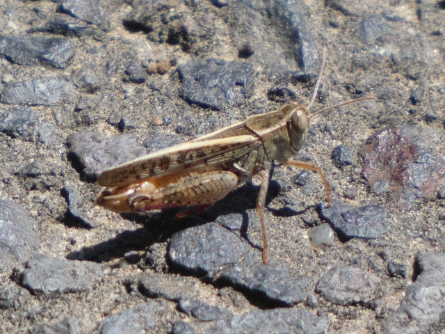 Calliptamus italicus - olaszsáska
