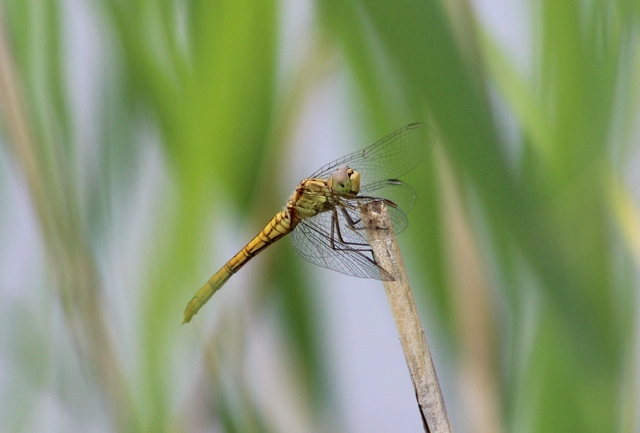 Sympetrum meridionale - fakó katona-szitakötő