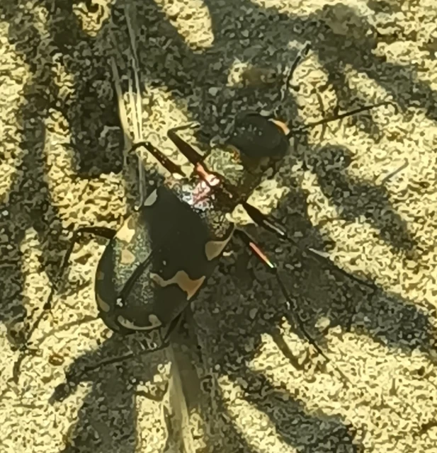 Cicindela hybrida - öves homokfutrinka