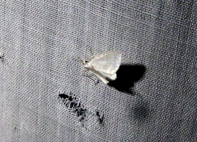 Asthena albulata - gyertyán-fehéraraszoló