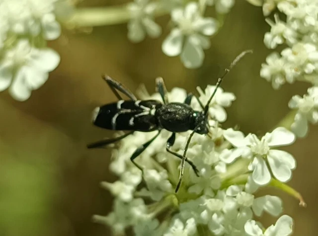 Chlorophorus sartor - feketevállú darázscincér