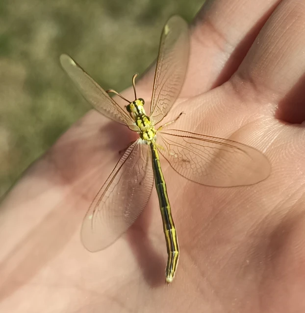 Myrmecaelurus trigrammus - hangyafarkas
