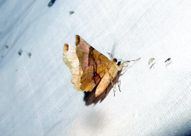 Selenia lunularia - egyfoltos holdasaraszoló
