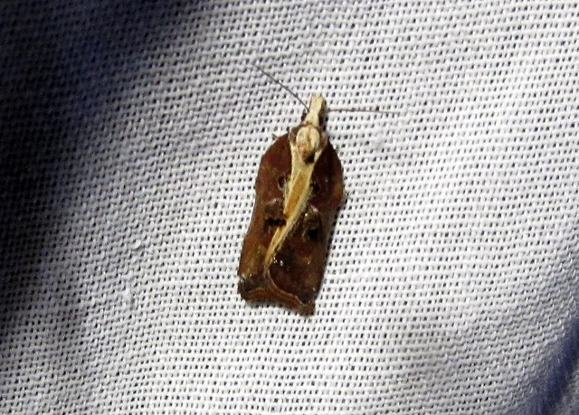 pamacsos levélmoly - Acleris cristana
