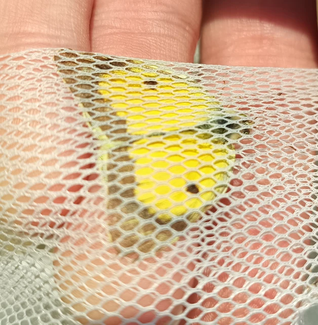 Colias croceus - sáfránylepke