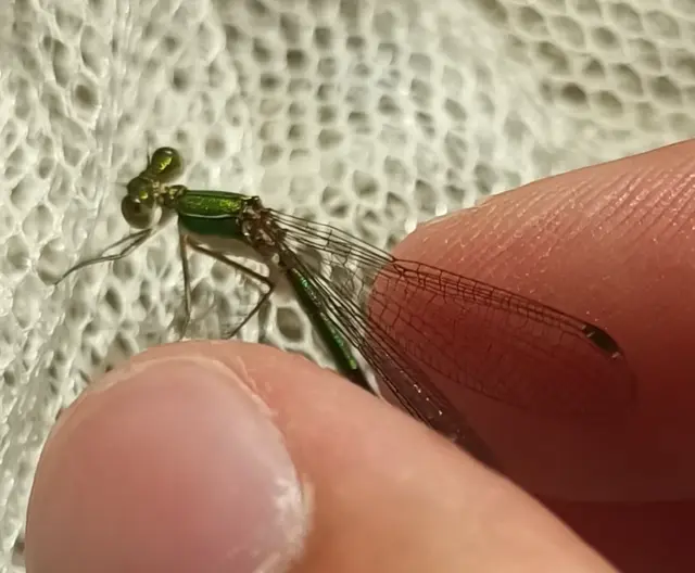 Lestes virens vestalis - kis rablószitakötő