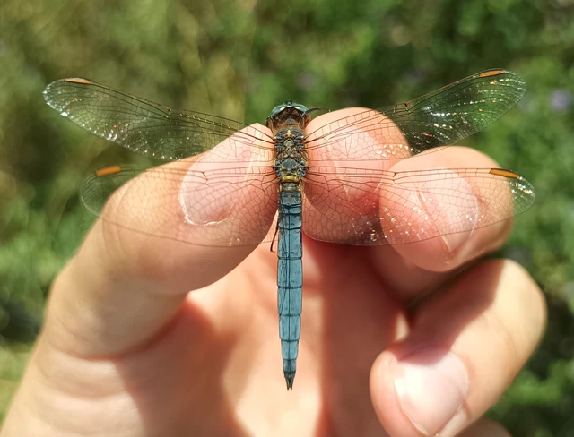Orthetrum coerulescens - karcsú pásztorszitakötő