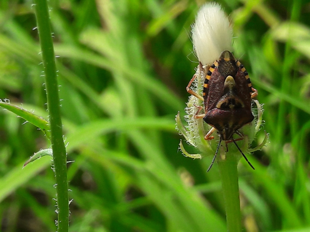 Carpocoris Carpocoris