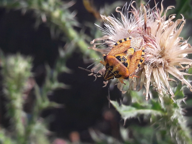 Carpocoris Carpocoris
