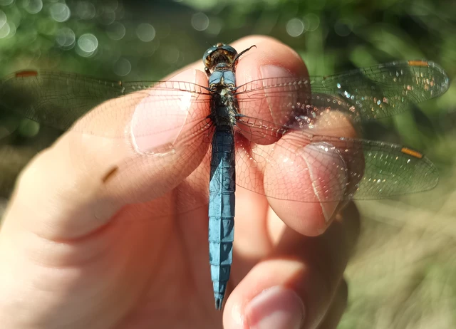 Orthetrum brunneum - pataki pásztorszitakötő