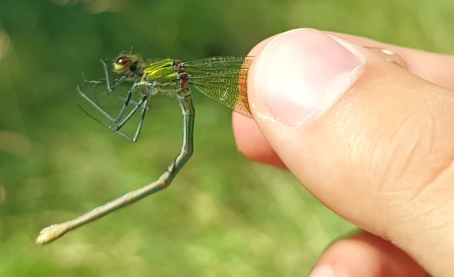 Calopteryx splendens - sávos szitakötő