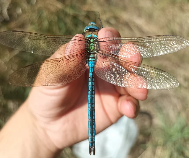 Anax imperator - zöld óriásacsa