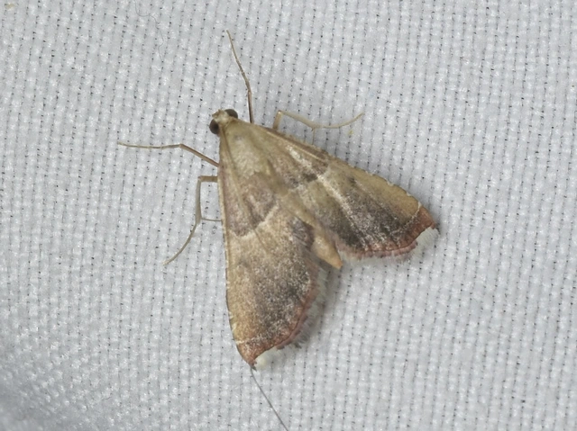 Endotricha flammealis - tüzesszárnyú fényilonca