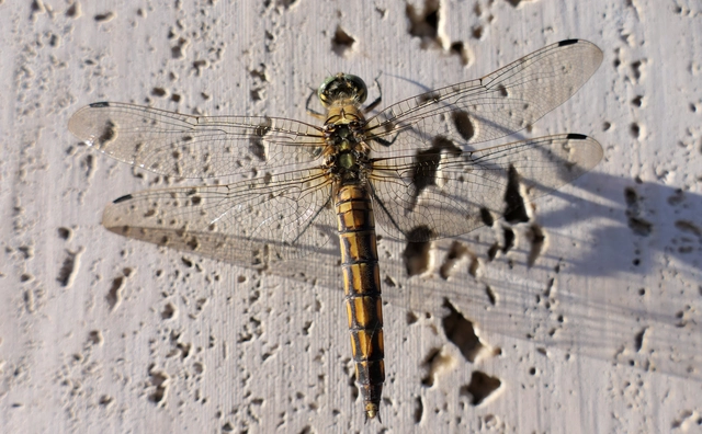 Orthetrum cancellatum - feketefarkú pásztorszitakötő