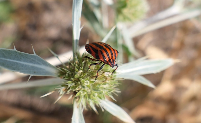 Graphosoma italicum - csíkos pajzsospoloska