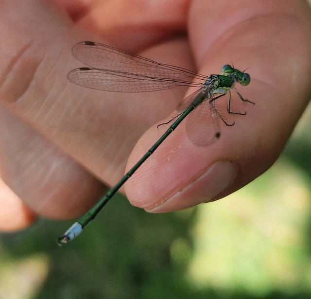 Lestes virens vestalis - kis rablószitakötő