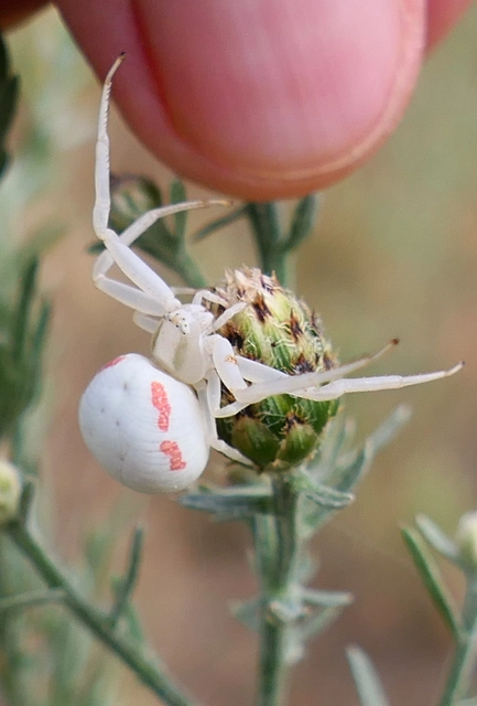Misumena vatia - viráglakó karolópók