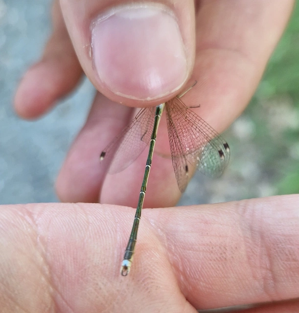 Lestes barbarus - foltosszárnyjegyű rablószitakötő