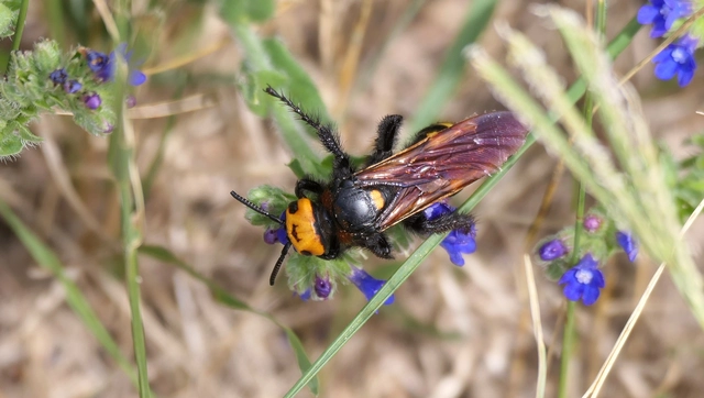 Megascolia maculata - óriás-tőrösdarázs