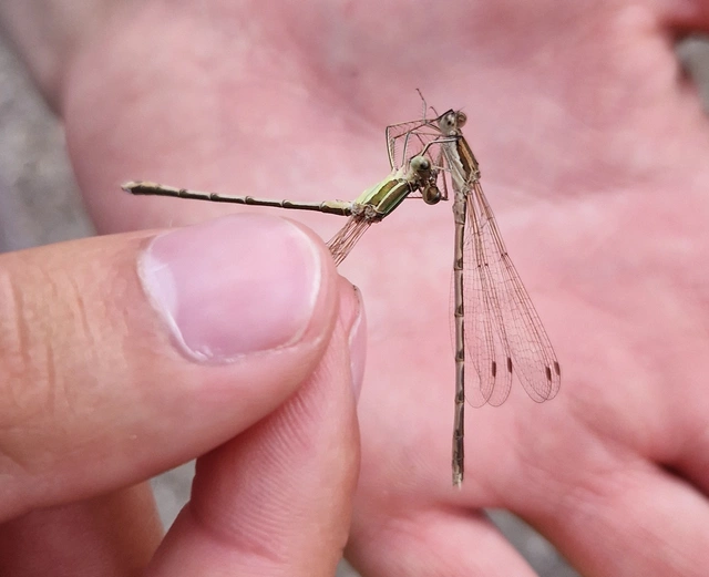 Sympecma fusca - téli rablószitakötő