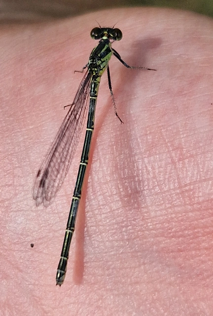 Erythromma viridulum - kis pirosszemű-légivadász