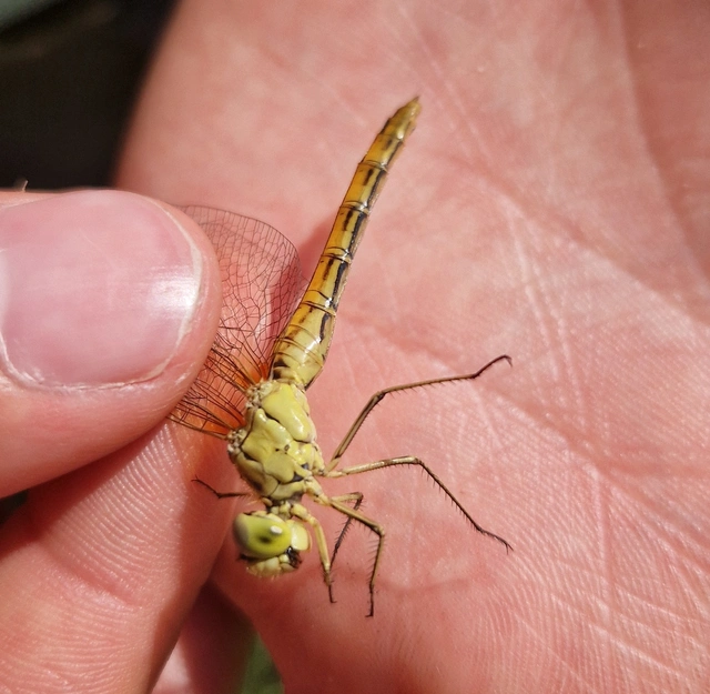 Sympetrum meridionale - fakó katona-szitakötő