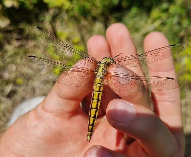 Orthetrum cancellatum - feketefarkú pásztorszitakötő