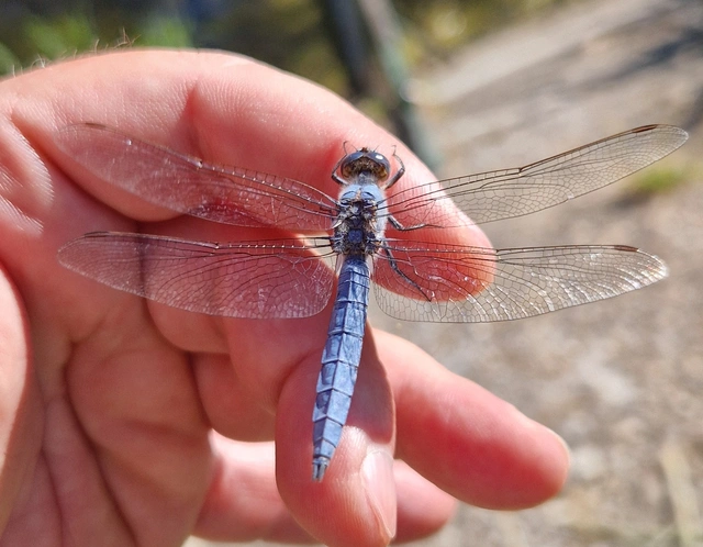 Orthetrum brunneum - pataki pásztorszitakötő