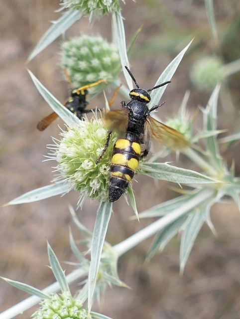 Scolia fusciformis - mediterrán tőrösdarázs