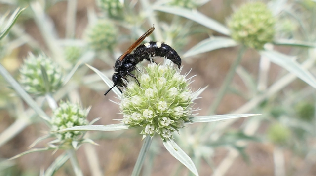Scolia sexmaculata - négyfoltos tőrösdarázs