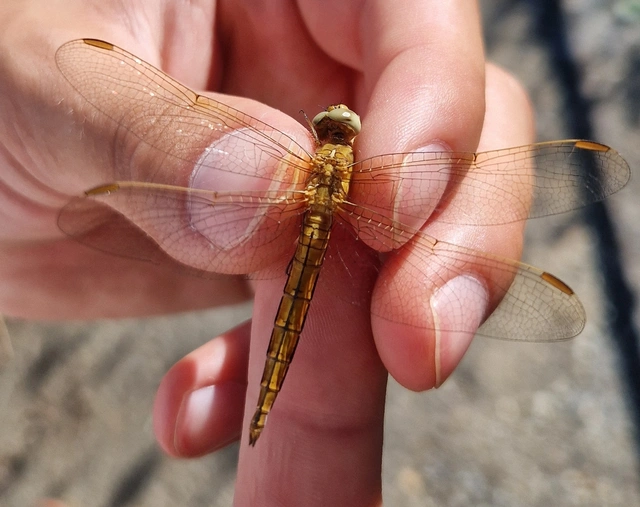 Orthetrum coerulescens - karcsú pásztorszitakötő