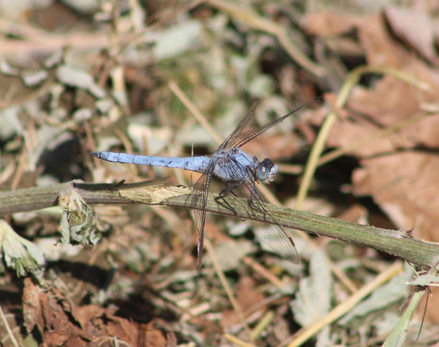 Orthetrum brunneum - pataki pásztorszitakötő