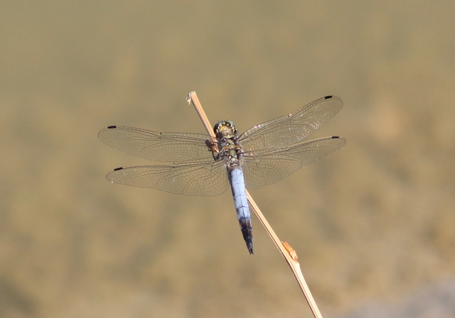Orthetrum cancellatum - feketefarkú pásztorszitakötő