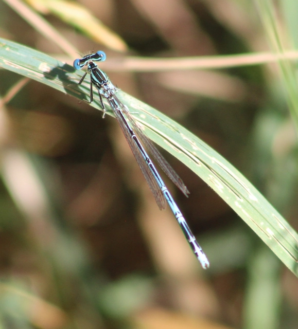 Platycnemis pennipes - széleslábú szitakötő