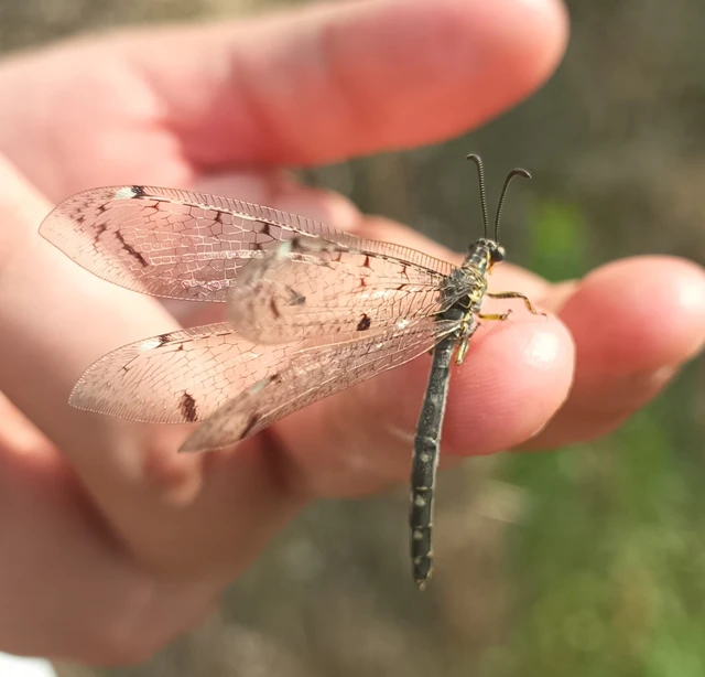 Distoleon tetragrammicus - négyfoltos hangyaleső