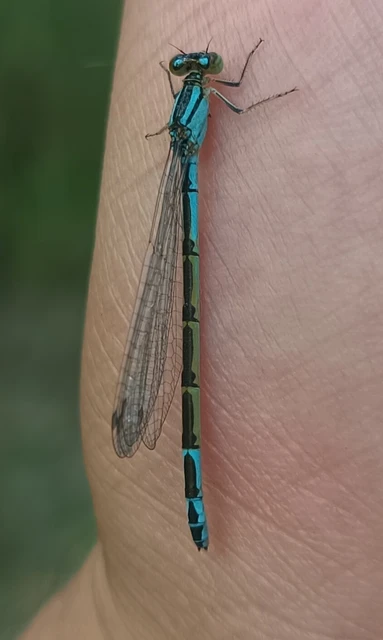 Enallagma cyathigerum - kéksávos légivadász