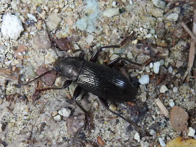 Stenomax aeneus - bronzos gyászbogár