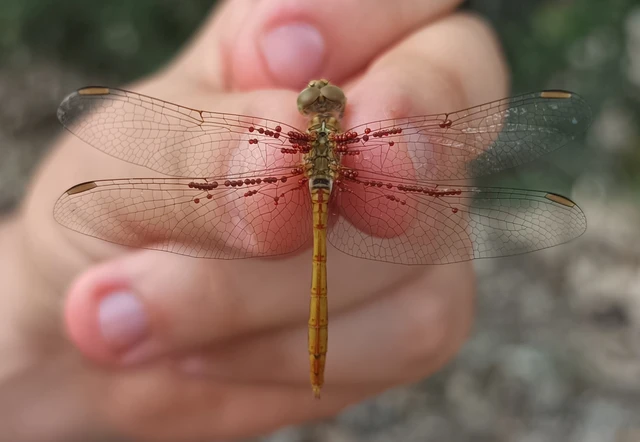 Sympetrum meridionale - fakó katona-szitakötő